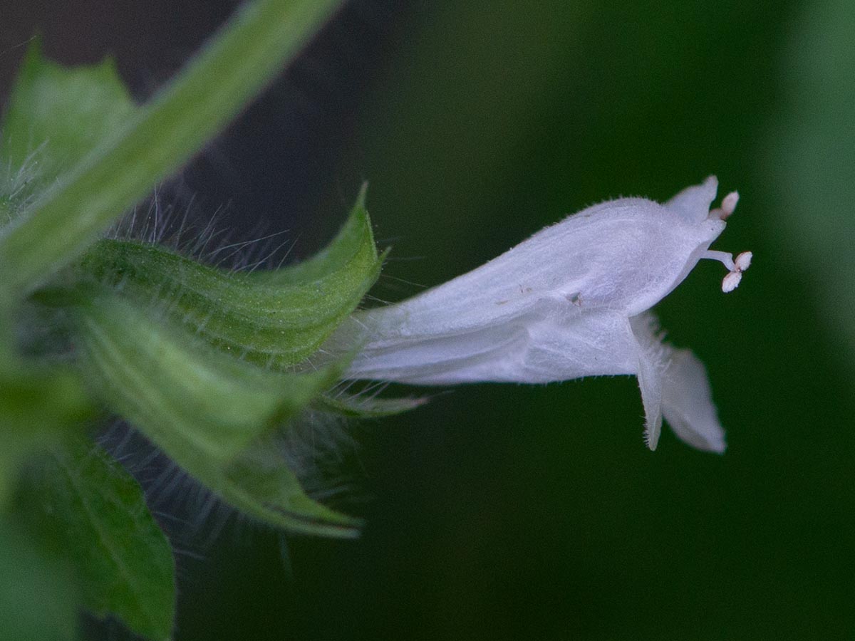 Blüte von der Seite